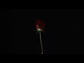 Rose burning  rose burn royalty free stocks  rose love sad  stocks  frees