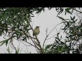 Eastern Olivaceous Warbler In Song Eastern Olivaceous Warbler In Song