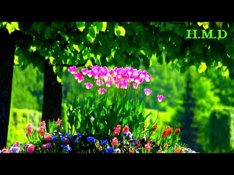 حاتم العراقي ويلي