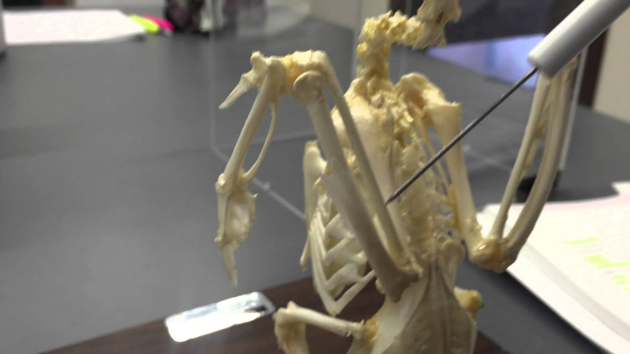 Pigeon skeleton. Comparative anatomy. Governors State University. Spring 2015