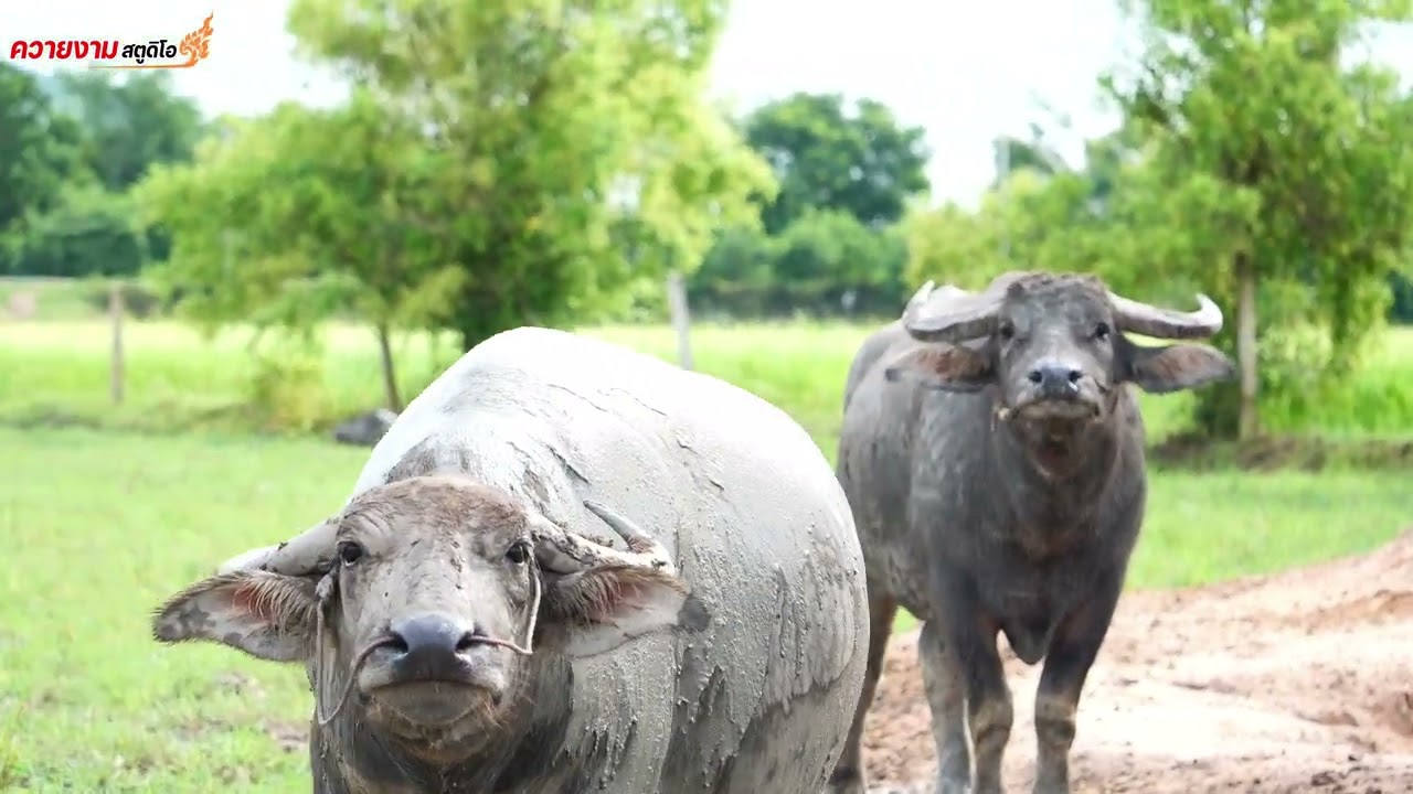 ควายเขาโบราณ #ควายพ่อพันธุ์ #animals #animals #buffalo