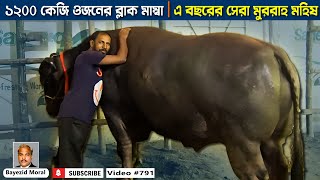 ১২০০ কেজি ওজনের ব্লাক মাম্বা | এ বছরের সেরা মুররাহ মহিষ | Sadeeq agro | murrah buffalo farm YouTube Videos
