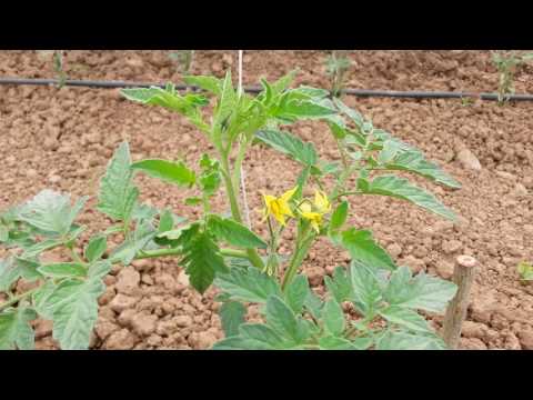 Video: Mbjellja E Domateve Në Një Serë. Kujdesi Për Bimët