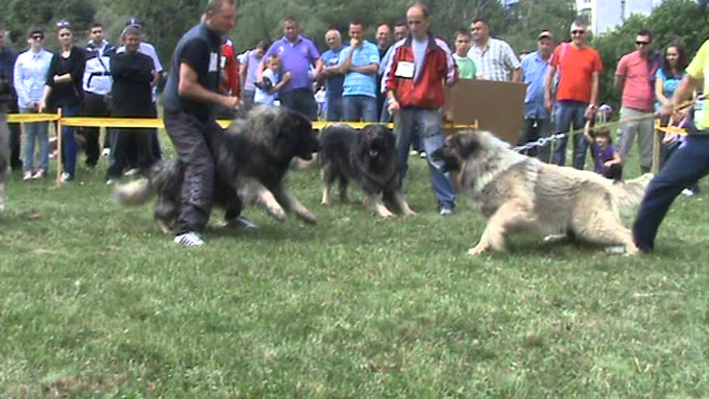 Šarplaninci,Badža Bigor i Bendži.mpg | Doovi