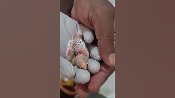 Baby Bird - Java Finches