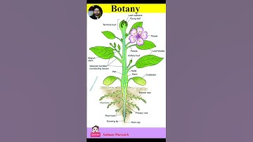 Parts of Plants| Different Parts of Plants| Parts of a Plant| Part of plants and Their Functions