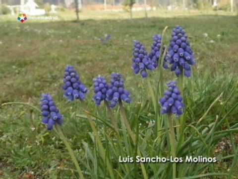 Vídeo: Com Floreix La Cendra? Descripció De 8 Fotografies De La Floració. Quin Mes Floreix A La Primavera? Bells Exemples