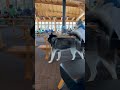 "Animals Caught Shoplifting  brazenly" 😂#funnyanimals #animalvideos #cuteanimals#viral #fyp#trending