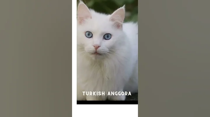 Watch the video about Turkish Anggora dengan bulu lembutnya#shorts