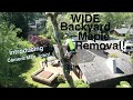 WIDE Backyard Maple Removal!