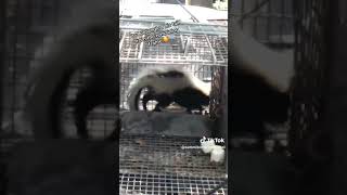 Skunk Saved From Glue Board - Summit Environmental Solutions