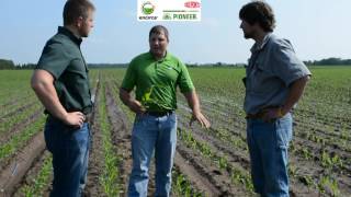 Pioneer® Growing Point® Agronomy: Corn Growth Stages and Herbicide Timing