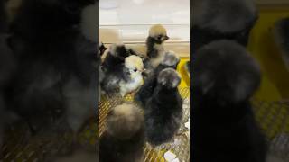 Você Sabia Que As Polonesas Já Nascem Im De Topete?