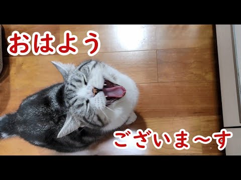 朝起きると必ず挨拶する猫(マンチカン)の7日間 - 7 Days of Cat Greetings -
