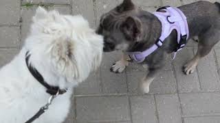 West Highland White Terrier (Westie) Bobby. Many dogs and one cat