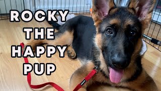 Rocky: Confession of a 5-Month-Old German Shepherd