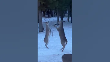 Deer Fight 