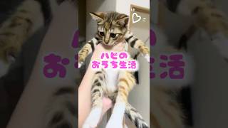 𓏲𓎨ハピのおうち生活🏠🐈⸒⸒⸒⸒🐾 #保護猫 #迷い猫　#子ネコ