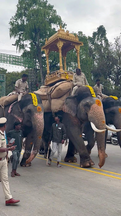 Dasara Jamboo Savari 2025 Trial #dasara #mysurudasara2025 #mysoredasara