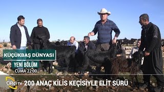 Anaç Kilis Keçisi Yetiştiriciliği - KÜÇÜKBAŞ DÜNYASI #küçükbaş #hayvancılık