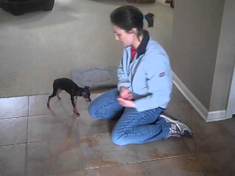 Comment former votre main chien timide