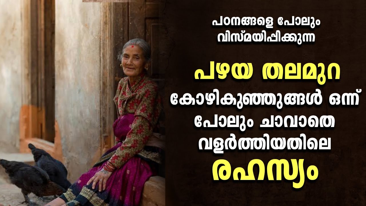 granmma's secrets in rearing chickens| പഴയതലമുറ കോഴി കുഞ്ഞുങ്ങളെ വളർത്തിയത് എങ്ങിനെ? | Poultry Media