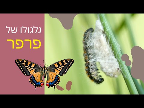 וִידֵאוֹ: האם זחל הופך לפרפר?