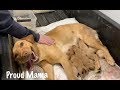 Puppies Being Born,  Natural Birth Highlights from Our Dog's First Litter