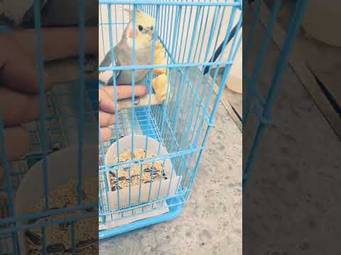 طائر كوكتيل أليف