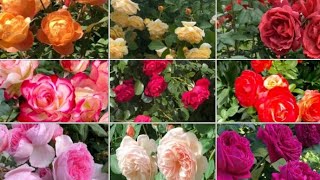 Top 16 Beautiful Rose Varieties With Names / Roses Flower Garden Video