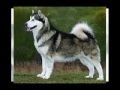 husky dog    ????