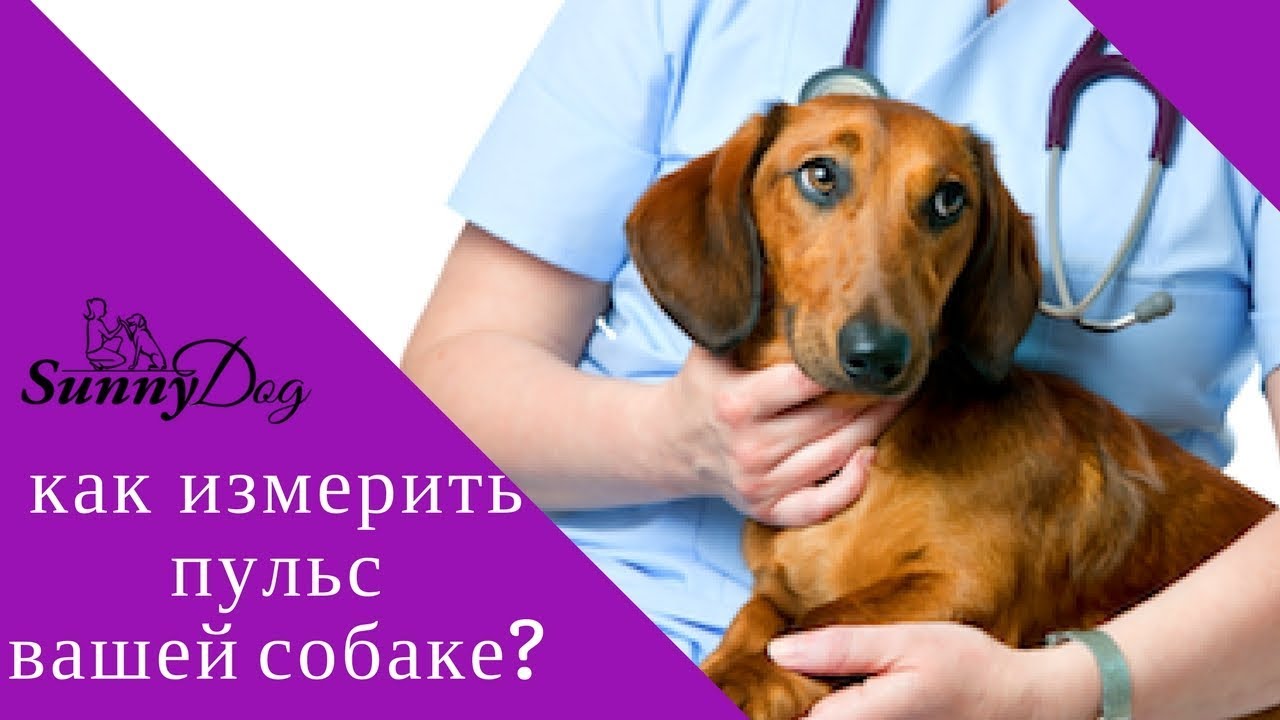 Как измерить пульс вашей собаке? Первая помощь, мерим пульс.