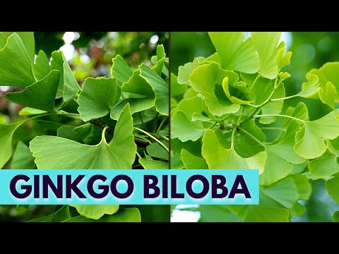 Vídeo: Benefícios do Ginkgo Biloba - Dicas para o cultivo de árvores de Ginkgo