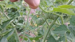 How To Easily Find Hornworms On Tomato Plants by Old World Garden Farms 6,109 views 3 years ago 1 minute, 49 seconds