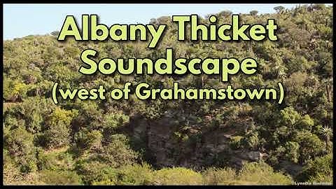 ALBANY THICKET SOUNDSCAPE (west of Grahamstown)