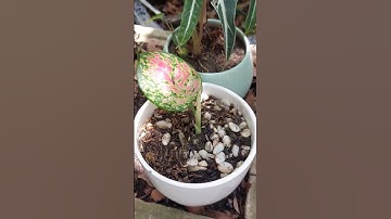 ươm cây vạn lộc