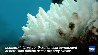 Faint hope for the world's corals | Protected Species EP5