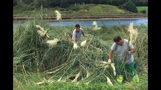CANTABRIA EN LUCHA CONTRA EL PLUMERO DE LA PAMPA