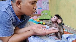 Not wanting to drink milk, baby monkey Nomi just wants to be pampered by his father