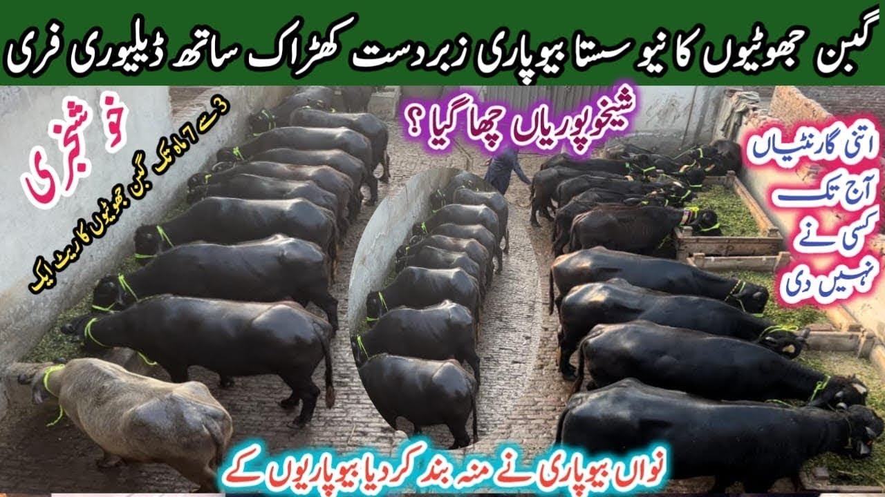 Распродажа Gabbon Jhotian Bhains | 2 Дант Катта Сельское хозяйство | Полная информация, вес и цена