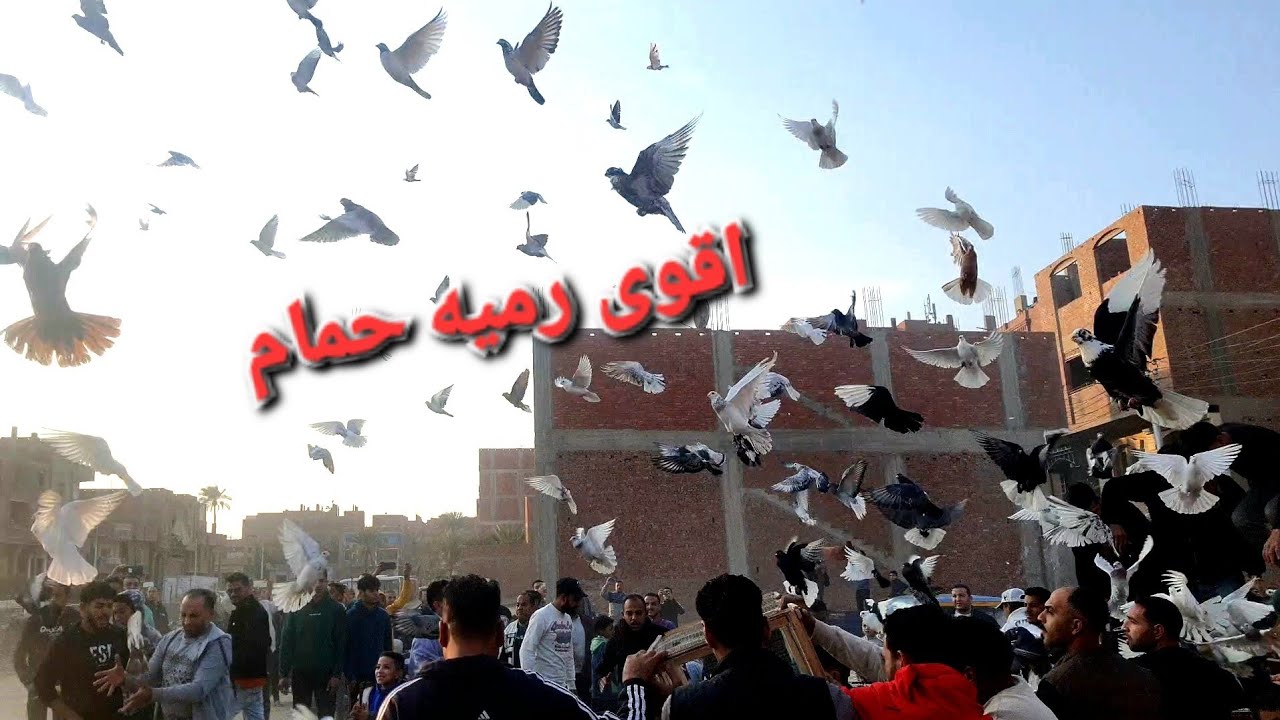 اقوى رميه حمام ممكن تشوفها في حياتك الجبل الاصفر مع القلج