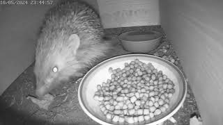 Reggie is in the house. Reggie's first visit to my new feeding station.