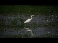 Eastern great egret