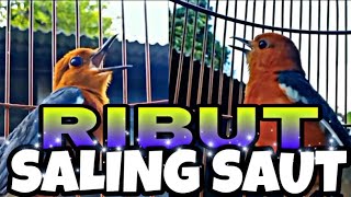 AWAS!! BURUNG Serumah Bisa Emosi Dengar Ini// ANIS MERAH NGEPLONG Ribut Saling Saut.
