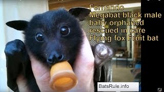 Fernando black male baby orphaned Bat Megabat (Flyingfox) (Fruit bat)❤