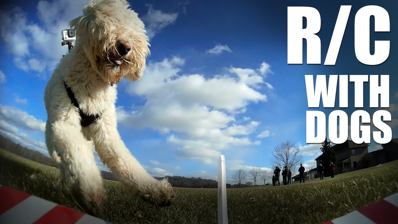 crazy britney spears Flite Test | R/C with Dogs