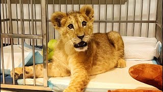 Same Baby Lion, Different Treatment! A Little Bit of Compassion Makes All the Difference.