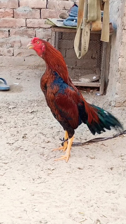 Aseel Murga Ki Awaaz Compilation Asil Rooster Crowing Sound Effect By Top One Pets TV #sohailmalik