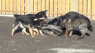 Schäferhund Rudel 9:00 Uhr am Morgen by Stadtwolftraining 63,049 views 5 years ago 1 minute, 41 seconds