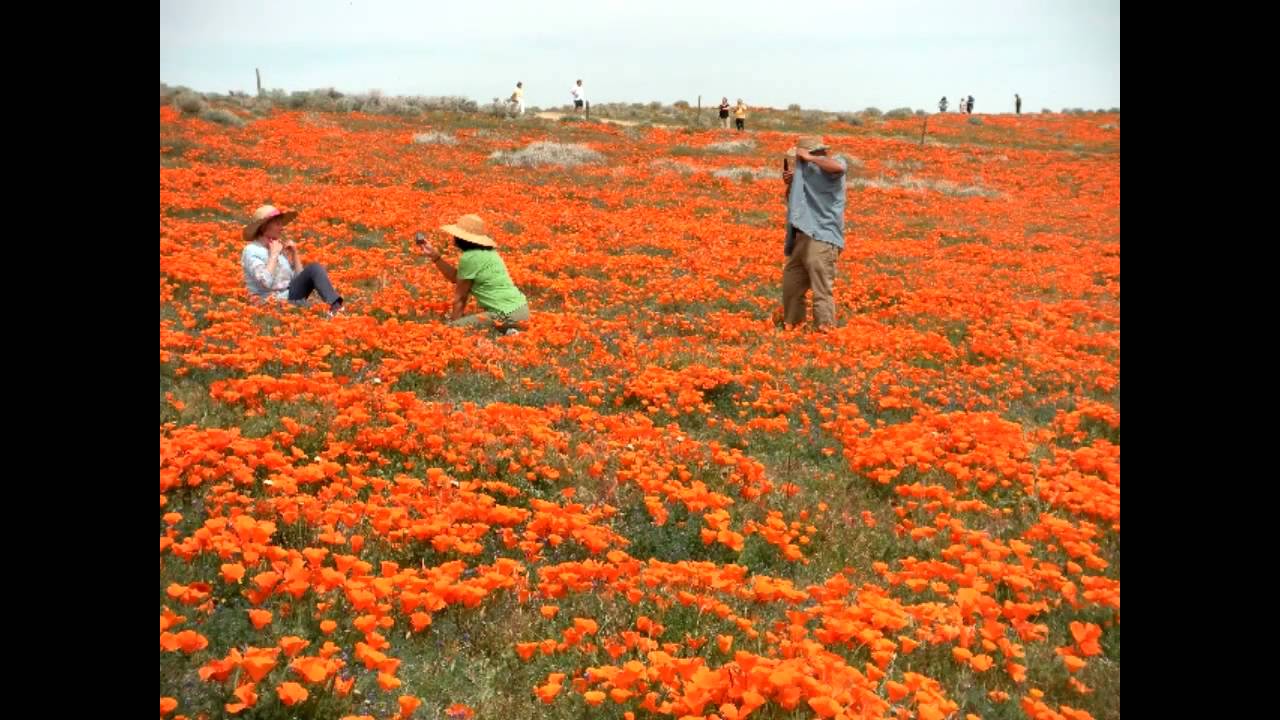 California Poppy Festival Coming April 24 & 25, 2010 YouTube